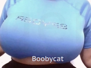 Boobycat